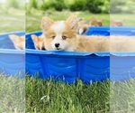Puppy Bear American Corgi
