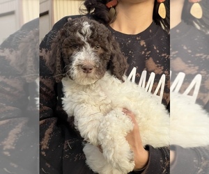 Poodle (Standard) Puppy for sale in DENVER, PA, USA
