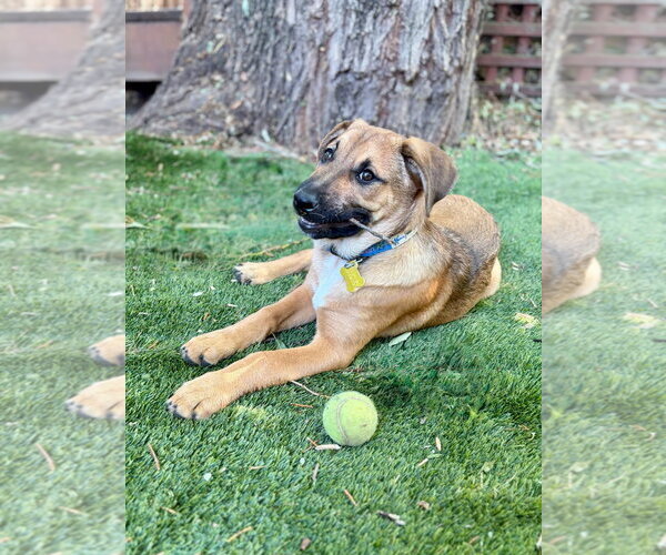 Medium Photo #5 Mutt Puppy For Sale in Sandy, UT, USA