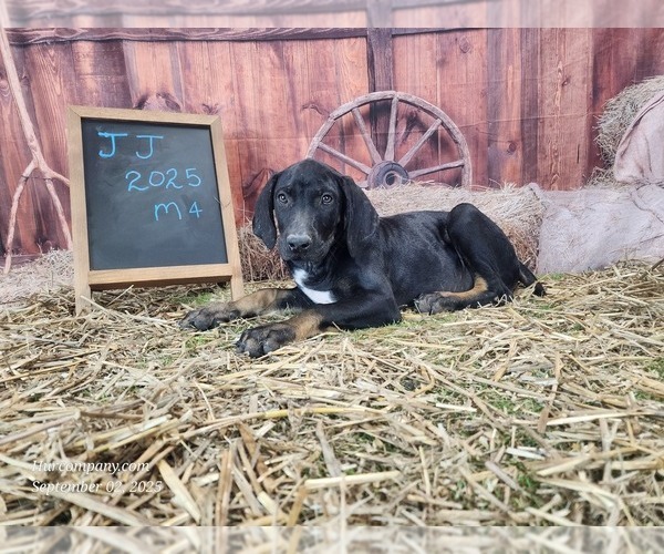 Medium Photo #4 Catahoula Leopard Dog Puppy For Sale in CUMBY, TX, USA