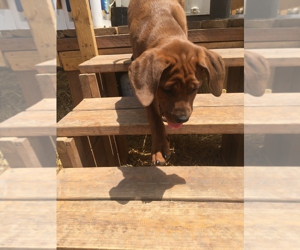 Medium Photo #10 America Bandogge Mastiff-Mastiff Mix Puppy For Sale in FORT GARLAND, CO, USA