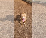 Small #12 American Pit Bull Terrier Mix