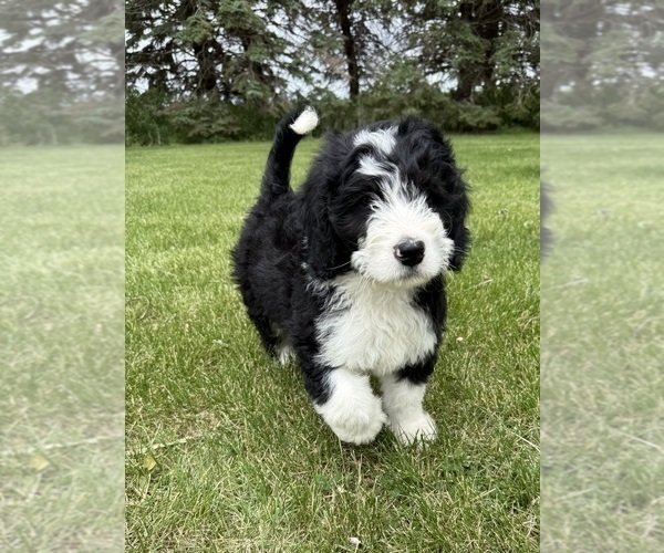 Medium Photo #14 Bernedoodle Puppy For Sale in SIBLEY, IL, USA