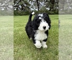 Small #4 Bernedoodle