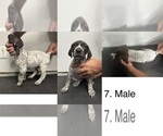 Puppy Puppy 7 German Shorthaired Pointer