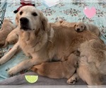 Small Photo #55 Golden Retriever Puppy For Sale in EXTON, PA, USA