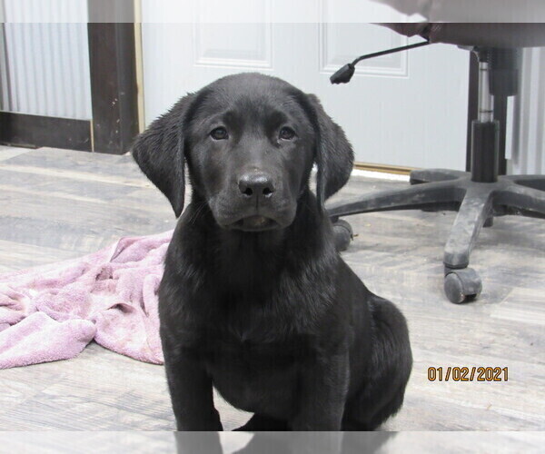 Medium Photo #1 Labrador Retriever Puppy For Sale in SARCOXIE, MO, USA