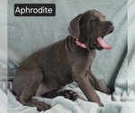 Small #13 Cane Corso