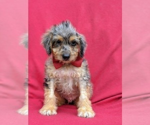 Aussiedoodle Miniature Puppy for sale in CHRISTIANA, PA, USA