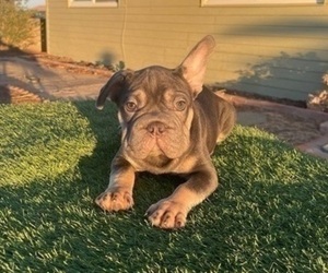 French Bulldog Puppy for sale in NEWPORT BEACH, CA, USA