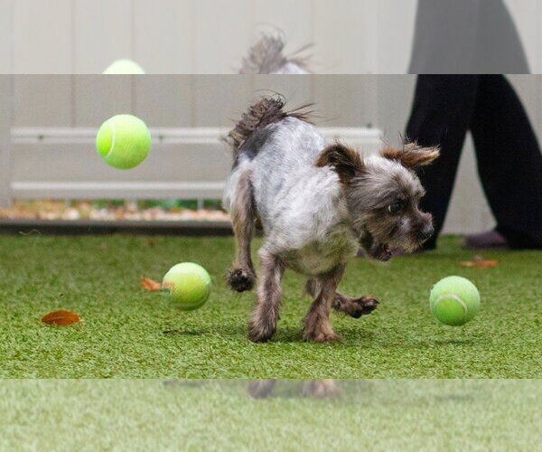 Medium Photo #2 Cairn Terrier-Unknown Mix Puppy For Sale in Canton, CT, USA