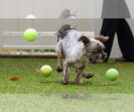 Small Photo #2 Cairn Terrier-Unknown Mix Puppy For Sale in Canton, CT, USA