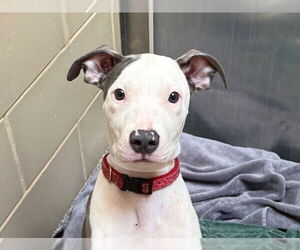 Medium American Pit Bull Terrier