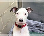 Small American Pit Bull Terrier