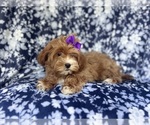 Small #8 ShihPoo