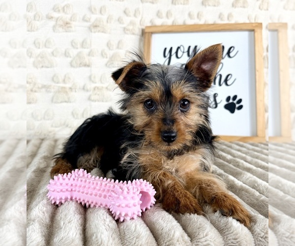 Medium Photo #3 Yorkshire Terrier Puppy For Sale in GREENFIELD, IN, USA