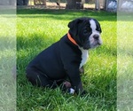 Small #4 Olde English Bulldogge