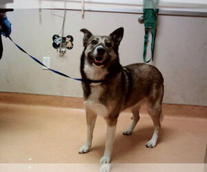 German Shepherd Dog-Unknown Mix Dogs for adoption in Martinez, CA, USA