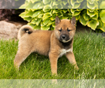 Small Photo #15 Shiba Inu Puppy For Sale in MILLERSBURG, IN, USA