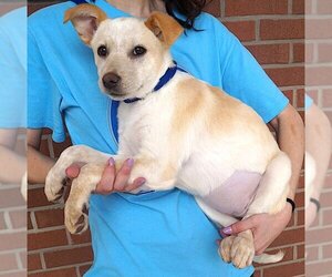 Mutt Dogs for adoption in Carrollton, TX, USA