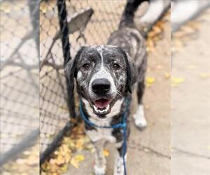 Great Pyrenees-Unknown Mix Dogs for adoption in Tulsa, OK, USA