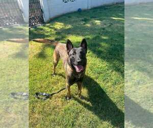 Mutt Dogs for adoption in Imlay City, MI, USA