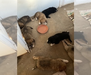 Australian Shepherd-Great Pyrenees Mix Puppy for sale in PRESCOTT, AZ, USA