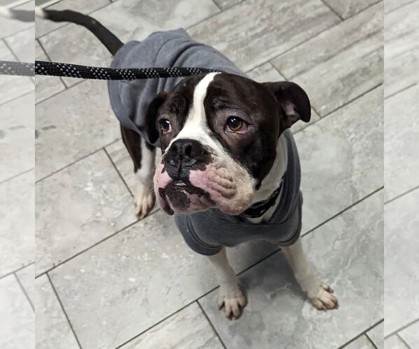 Medium Photo #15 Boxer Puppy For Sale in Burnsville, MN, USA