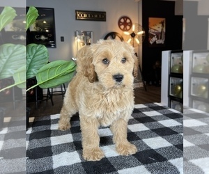 Goldendoodle (Miniature) Puppy for sale in FRANKLIN, IN, USA