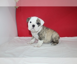 English Bulldogge Puppy for sale in BAYVILLE, NJ, USA