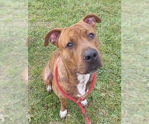 American Staffordshire Terrier Dogs for adoption in Fort Lauderdale, FL, USA