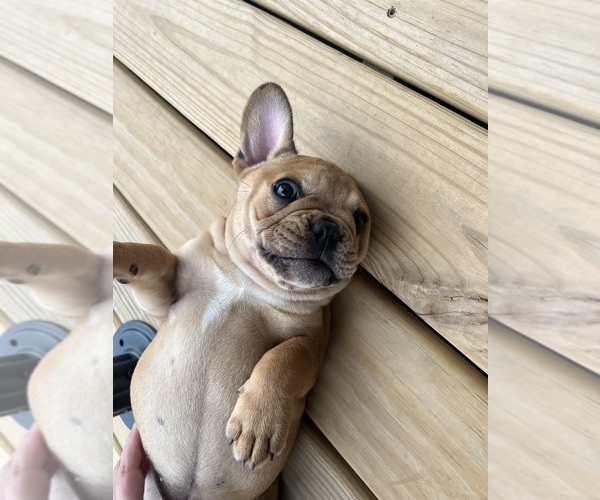Medium Photo #12 French Bulldog Puppy For Sale in CEDAR RAPIDS, IA, USA
