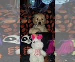 Small Photo #5 Goldendoodle Puppy For Sale in EAST POINT, GA, USA