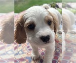 Small #2 Cavachon