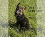 Puppy Red Collar German Shepherd Dog