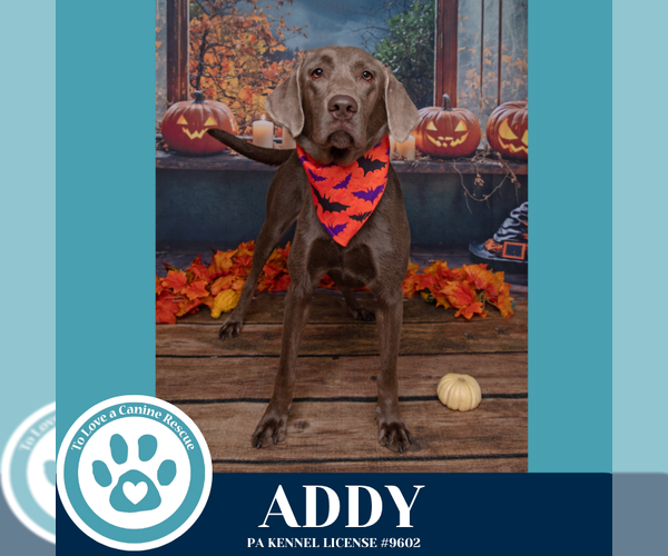 Medium Photo #8 Labmaraner Puppy For Sale in Kimberton, PA, USA