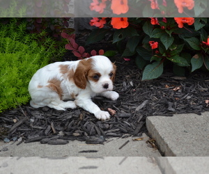 Medium Cavalier King Charles Spaniel