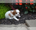 Puppy Danny Cavalier King Charles Spaniel