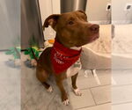 Small #6 Boxer-Staffordshire Bull Terrier Mix
