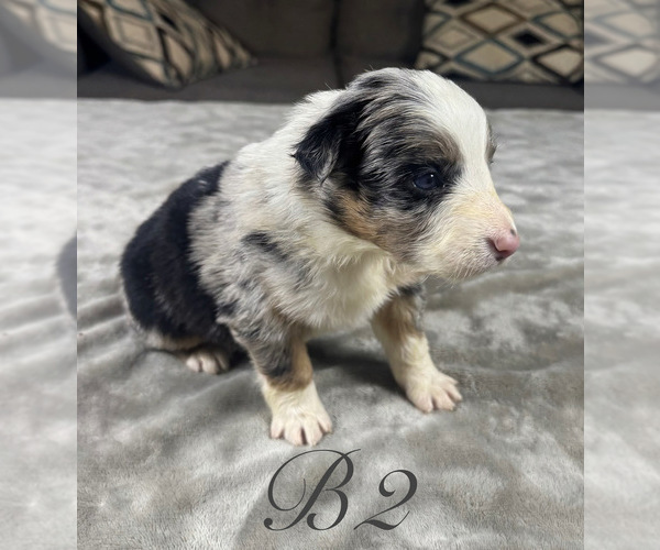 Medium Photo #14 Australian Shepherd Puppy For Sale in SALISBURY, NC, USA