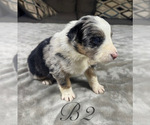 Small Photo #14 Australian Shepherd Puppy For Sale in SALISBURY, NC, USA