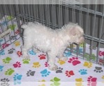 Small Photo #8 Schnoodle (Miniature) Puppy For Sale in ORO VALLEY, AZ, USA