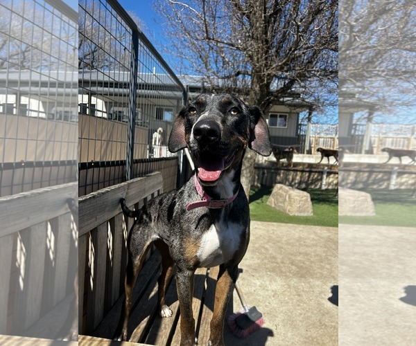 Medium Photo #2 Catahoula Leopard Dog-Unknown Mix Puppy For Sale in Coralville, IA, USA