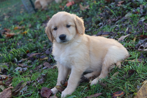 Medium Photo #11 Golden Retriever Puppy For Sale in HARRISON, TN, USA