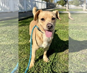Chiweenie Dogs for adoption in Newport Beach, CA, USA