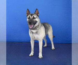 AXEL - Male Gerberian Shepsky Dog for Adoption - Photo #2
