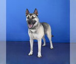 Small Photo #2 Gerberian Shepsky Puppy For Sale in Pasadena, CA, USA