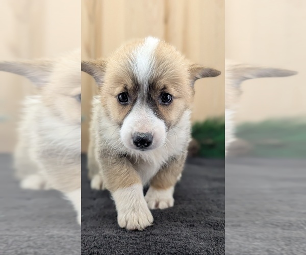 Medium Photo #47 Pembroke Welsh Corgi Puppy For Sale in GOSHEN, IN, USA