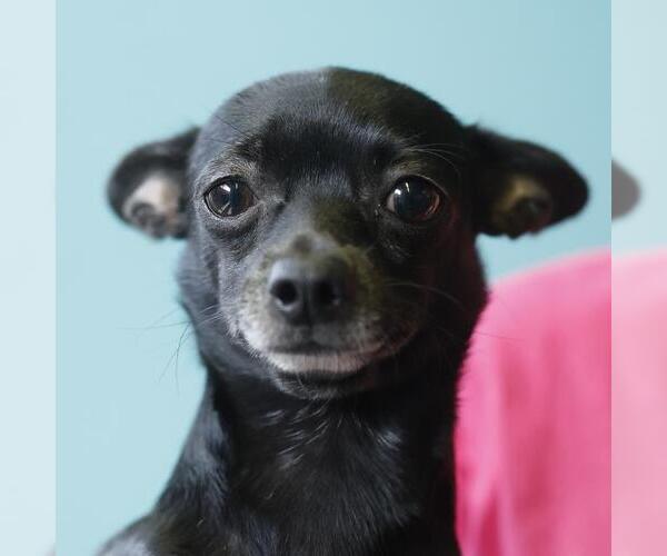 Medium Photo #1 Chihuahua-Unknown Mix Puppy For Sale in San Antonio, TX, USA