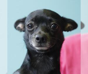 Chihuahua-Unknown Mix Dogs for adoption in San Antonio, TX, USA